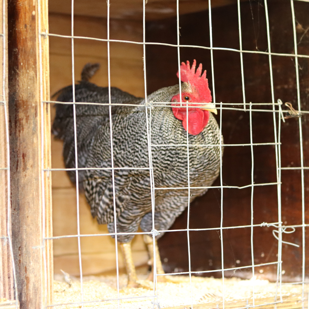 Poultry exhibitors